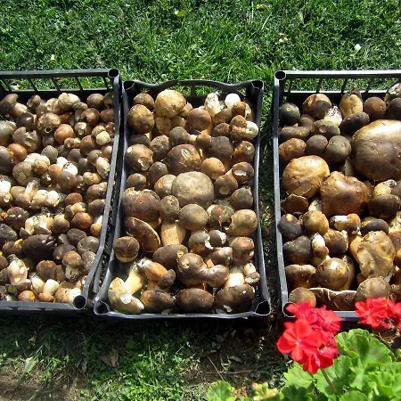 La Porcareccia Agroturismo Roccastrada