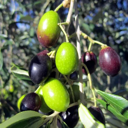 La Porcareccia Agroturismo